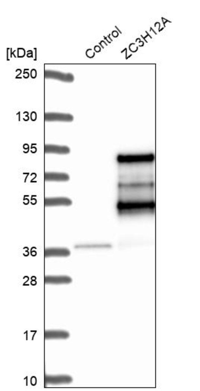 Anti-ZC3H12A antibody produced in rabbit
