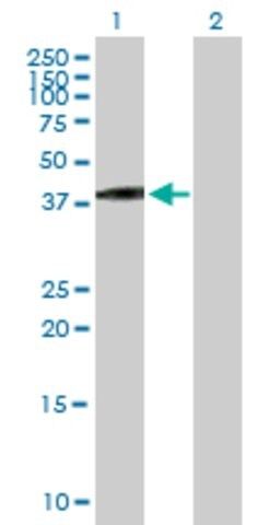 Anti-VGLL3 antibody produced in mouse