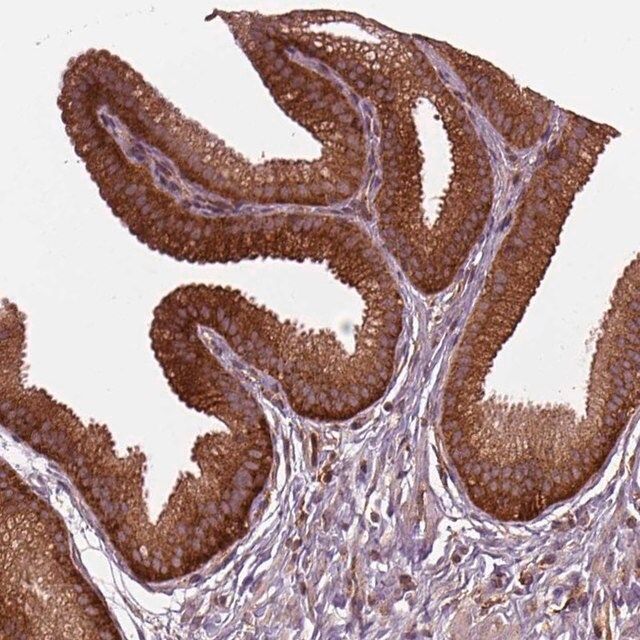 Anti-WASHC2A antibody produced in rabbit