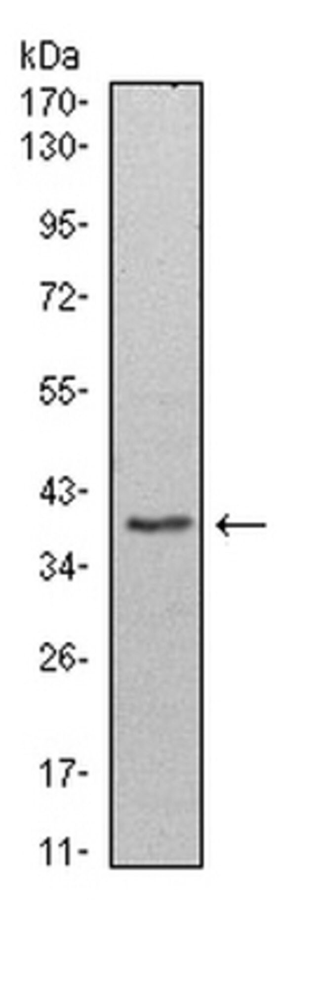 Anti-WDR5 Antibody, clone 7B11