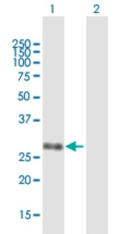 Anti-UBE2Z antibody produced in mouse