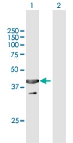 Anti-UBXN1 antibody produced in mouse