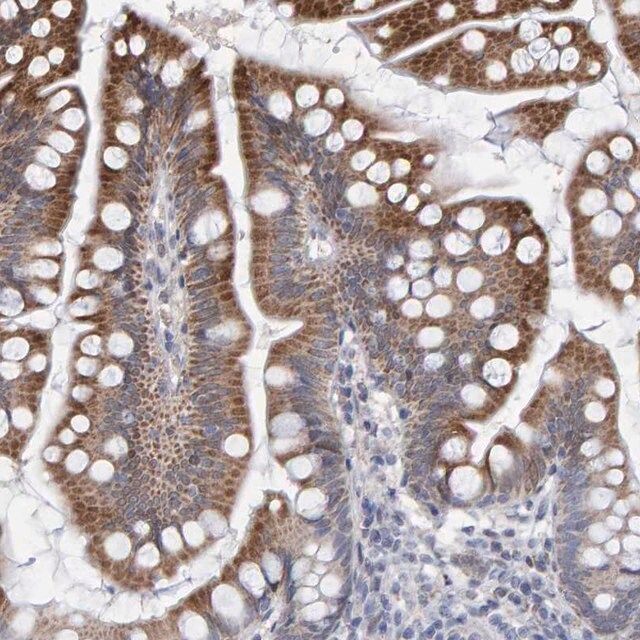 Anti-USP43 antibody produced in rabbit