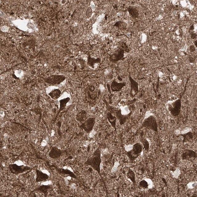 Anti-USP48 antibody produced in rabbit