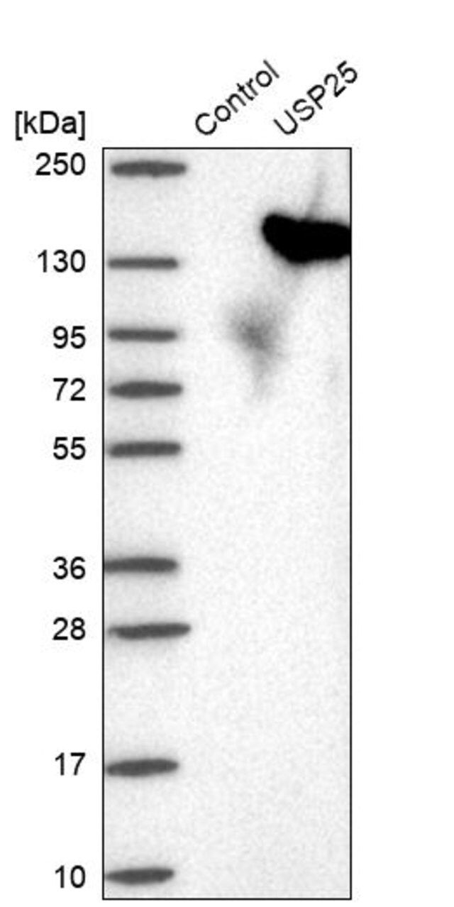 Anti-USP25 antibody produced in rabbit