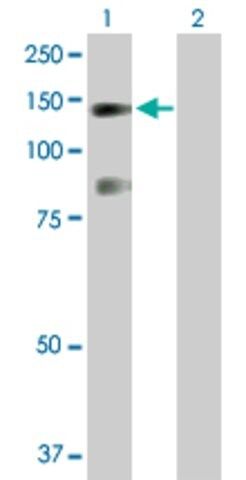Anti-USP33 antibody produced in rabbit