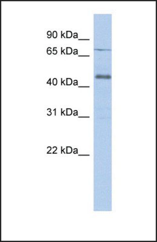 Anti-USP12 antibody produced in rabbit