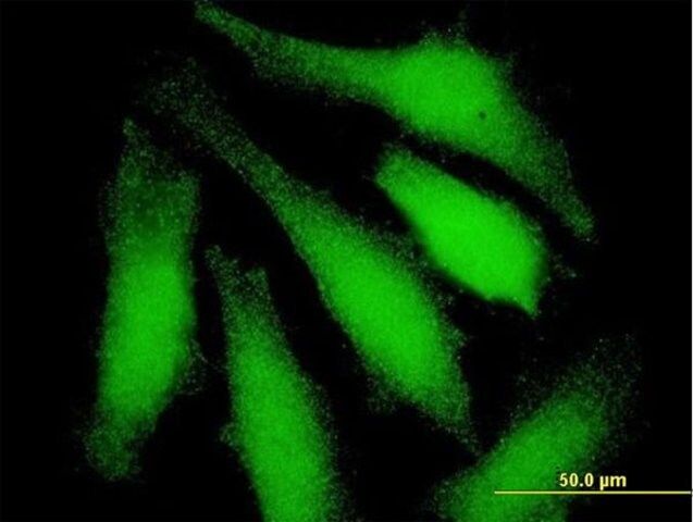 Anti-UBE1L antibody produced in mouse