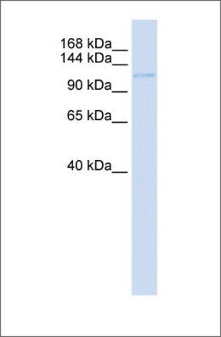 Anti-UBN1 antibody produced in rabbit