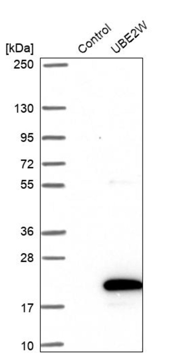 Anti-UBE2W antibody produced in rabbit