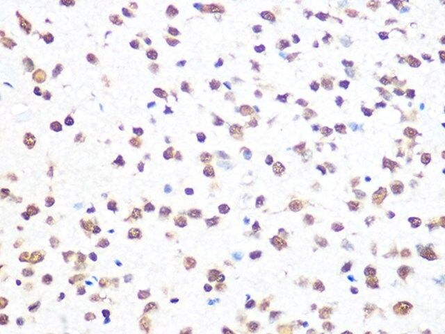 Anti-THOC4/ALYREF antibody produced in rabbit