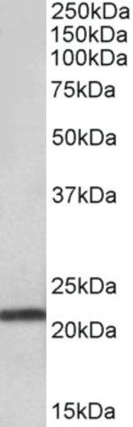 Anti-TMEM205 antibody produced in goat