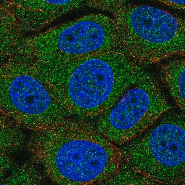 Anti-TMEM254 antibody produced in rabbit