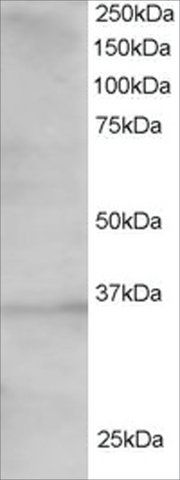 Anti-TCF19/SC1 antibody produced in goat