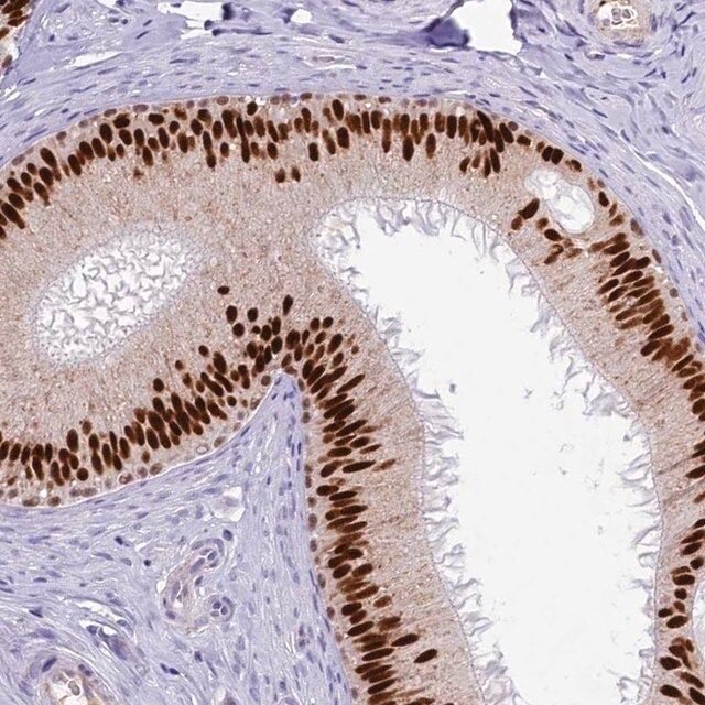 Anti-TFAP2B antibody produced in rabbit