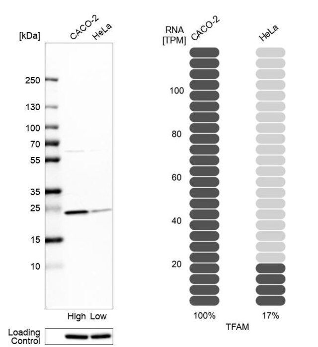 Anti-TFAM antibody produced in rabbit