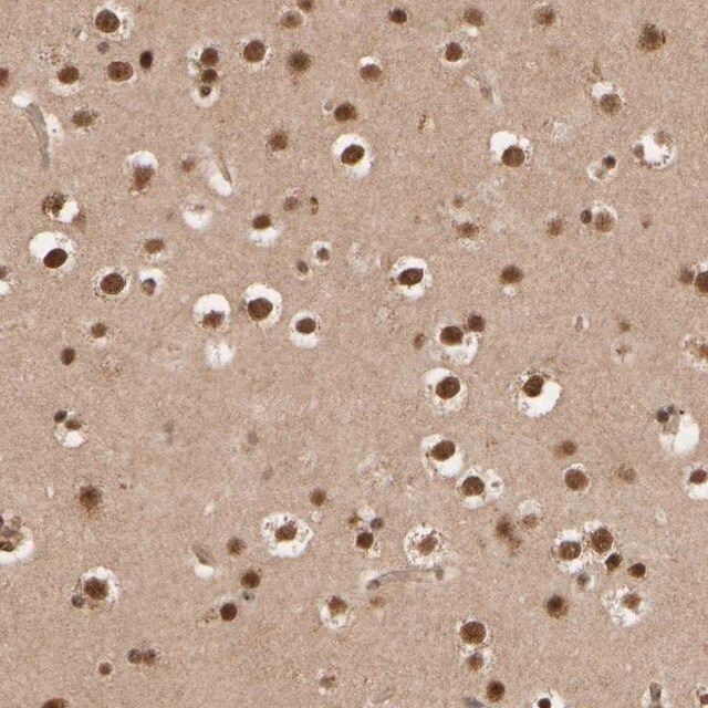 Anti-SYNRG antibody produced in rabbit