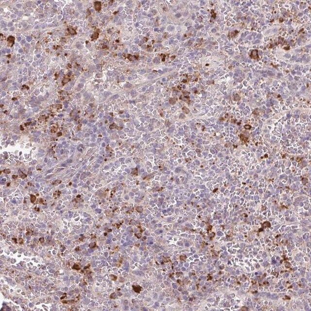 Anti-TAF1D antibody produced in rabbit