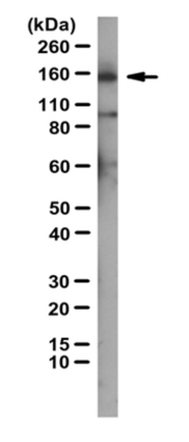 Anti-Srg3/BAF155 Antibody
