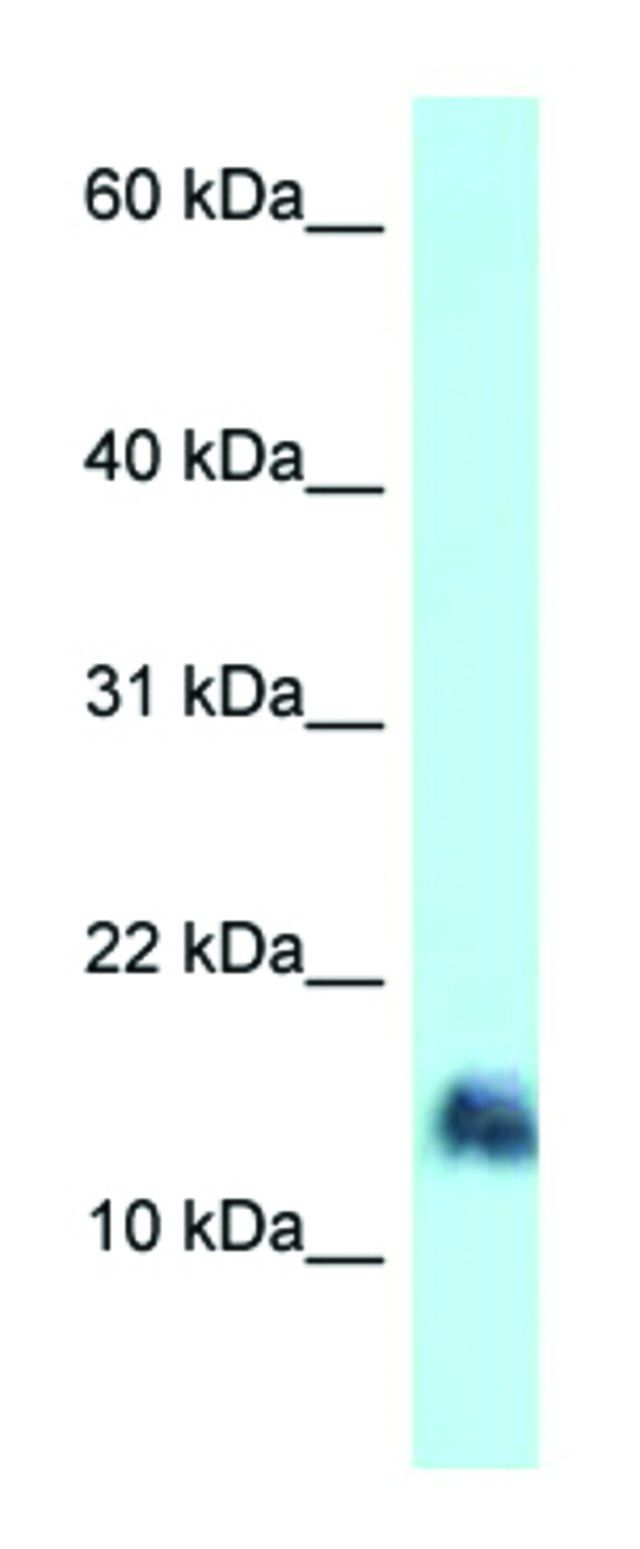 Anti-SRGN (N-terminal) antibody produced in rabbit
