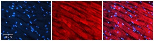 Anti-SREBF2 antibody produced in rabbit