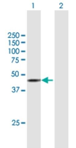 Anti-STK17B antibody produced in mouse
