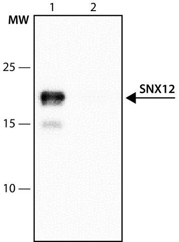 Anti-SNX12 (11-24) antibody produced in rabbit