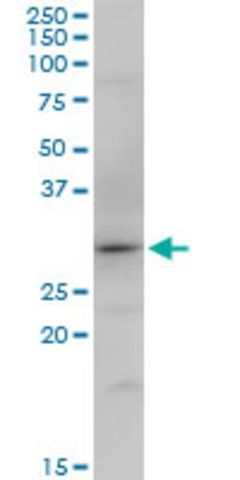 Anti-SNX12 antibody produced in mouse