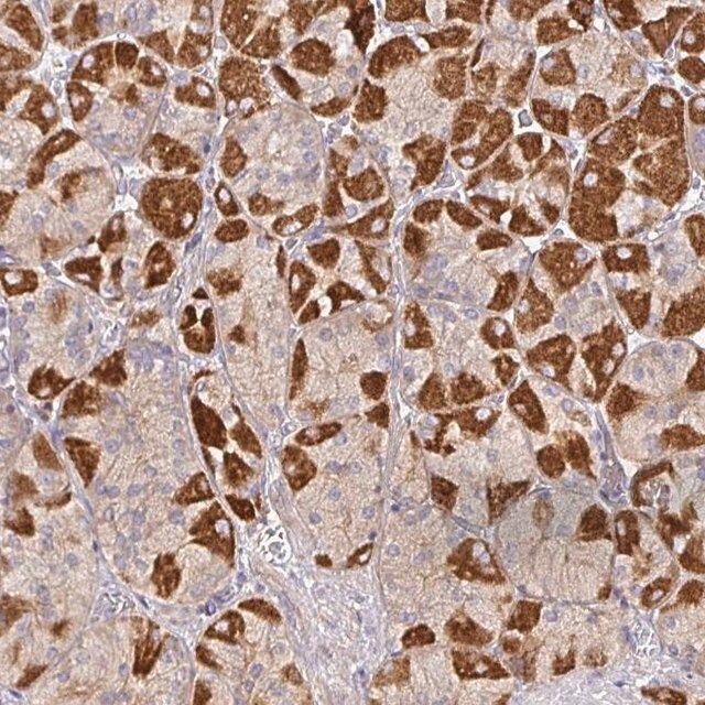 Anti-SNX8 antibody produced in rabbit