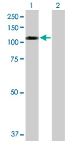 Anti-SNX19 antibody produced in rabbit