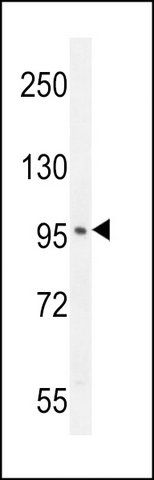 ANTI-SOBP (C-TERM) antibody produced in rabbit