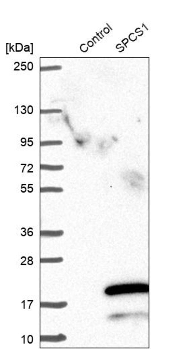 Anti-SPCS1 antibody produced in rabbit