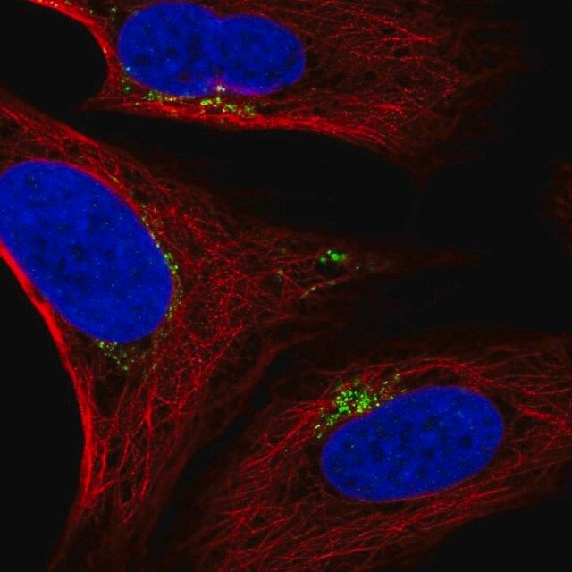 Anti-SPATA25 antibody produced in rabbit