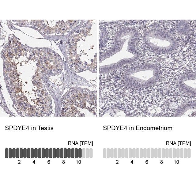Anti-SPDYE4 antibody produced in rabbit
