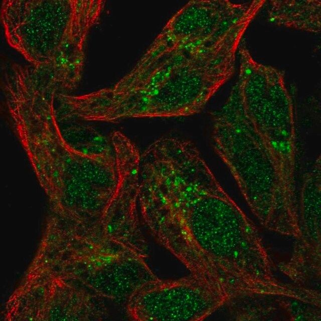 Anti-SPRY1 antibody produced in rabbit