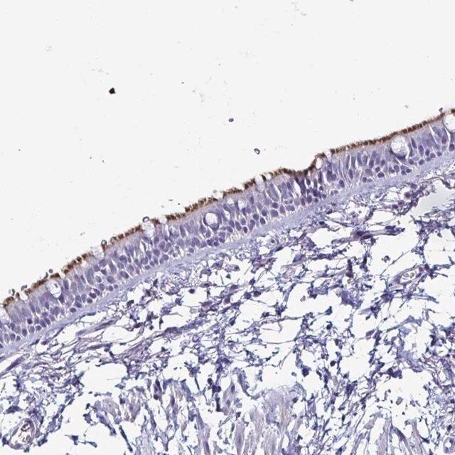 Anti-SMCO1 antibody produced in rabbit