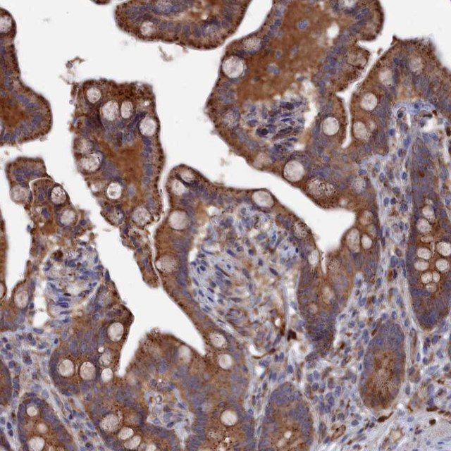 Anti-SMG9 antibody produced in rabbit
