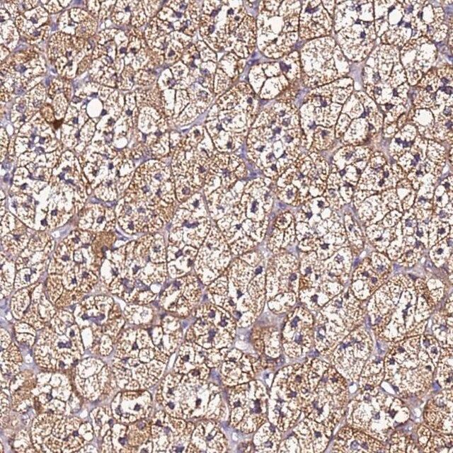 Anti-SMIM4 antibody produced in rabbit