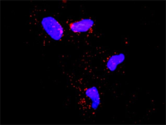 Anti-SMURF1 antibody produced in rabbit