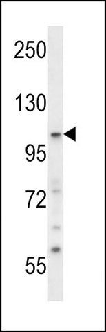 ANTI-SNX14 (CENTER) antibody produced in rabbit