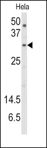 Anti-SNURF (center) antibody produced in rabbit