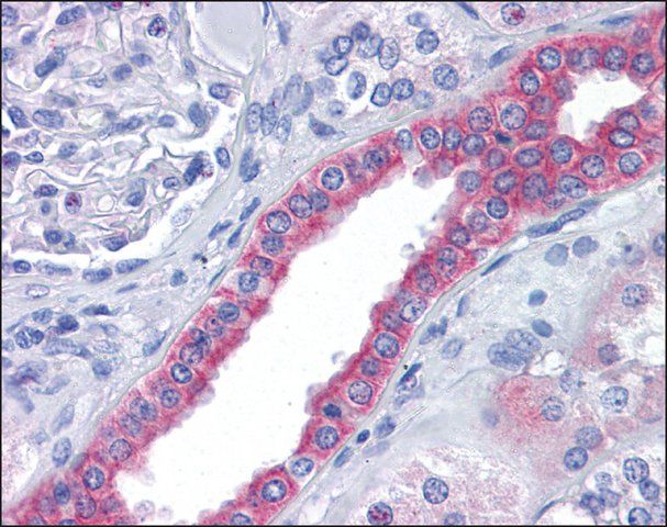 Anti-SKA2 antibody produced in rabbit