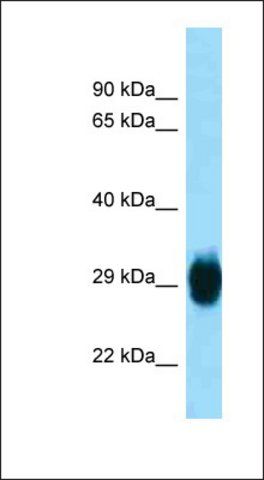 Anti-SKA1 antibody produced in rabbit