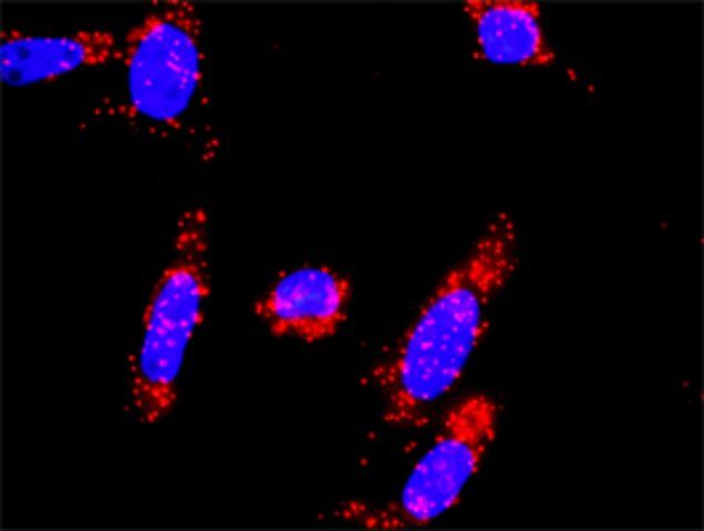 Anti-SKP2 antibody produced in mouse