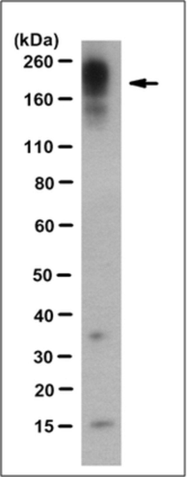 Anti-Shank3 Antibody, clone 16E2.3