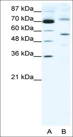 Anti-Sirt3 antibody produced in rabbit