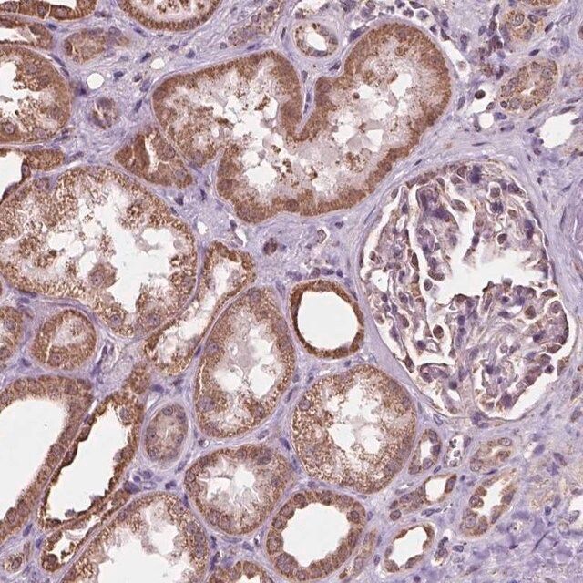 Anti-SCOC antibody produced in rabbit
