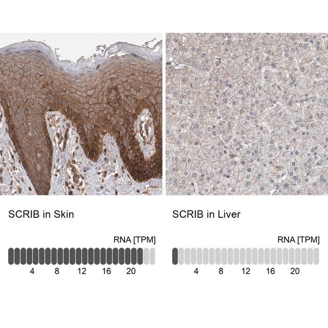 Anti-SCRIB antibody produced in rabbit