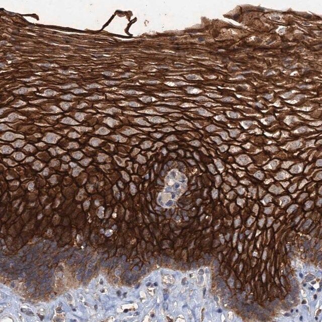 Anti-SCUBE3 antibody produced in rabbit