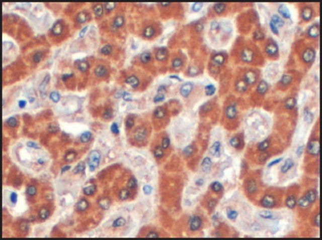 Anti-SDCBP2 (C-terminal) antibody produced in goat